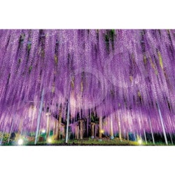 09-050s 日本風景 足利の大藤 （栃木） [ジグソーパズル 1000ピース]