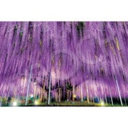 09-050s 日本風景 足利の大藤 （栃木） [ジグソーパズル 1000ピース]