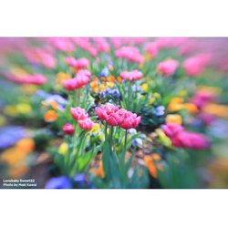 ヨドバシ.com - レンズベビー LENSBABY Lensbaby Sweet 22 Kit フジ