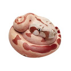 アニマルプラネット コロンビアボアコンストリクター [塗装済完成品フィギュア]