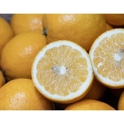 レモネード 静岡県産柑橘 2S～2Lサイズ 風袋込み約2.5kg 簡易梱包 常温 [ご注文受付は2025年4月28日（月）決済完了分まで]