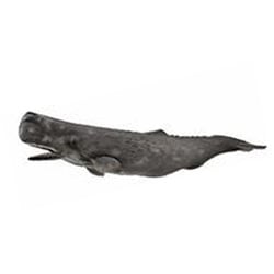 88835 COLLECTA フィギュア マッコウクジラ [キャラクターグッズ]