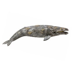88836 COLLECTA フィギュア コククジラ [キャラクターグッズ]