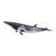88862 COLLECTA フィギュア ミンククジラ [キャラクターグッズ]