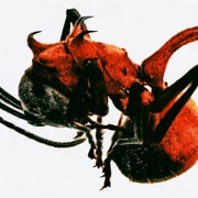 QM / 4TH ALBUM : ANT [K-POP 輸入盤CD]