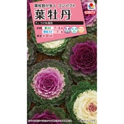 FHB502 [葉牡丹 F1つぐみ混合]