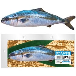 CT-638 [またたび水産 ハマチ （中）]