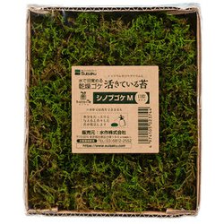 活きているコケ シノブゴケ M 日陰タイプ