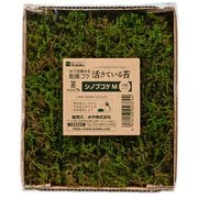 活きているコケ シノブゴケ M 日陰タイプ