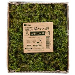 活きているコケ カモジゴケ M 半日陰タイプ