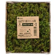 活きているコケ カモジゴケ M 半日陰タイプ