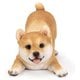H22357 [スマホスタンド 寝そべる柴犬]