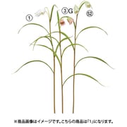 フリチラリア×2 ホワイト A-34901 001