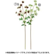 アストランティア×11 パープルグリーン A-34929 007G
