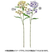 A-34952 011V [フロックス×28 クリームバイオレット]