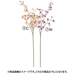 オンシジューム×32 つぼみ×2 ピーチクリーム A-34996 004C