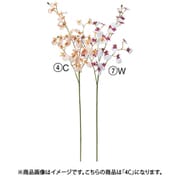 A-34996 004C [オンシジューム×32 つぼみ×2 ピーチクリーム]