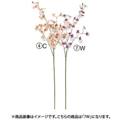 オンシジューム×32 つぼみ×2 パープルホワイト A-34996 007W