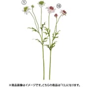 スカビオサ×3 ライトピンク A-34979 013