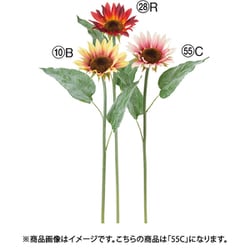 サンフラワー クリームモーブ A-34990 055C