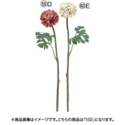 ラナンキュラス ダスティモーブ A-34955 055D