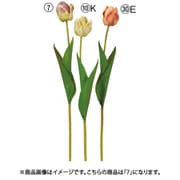 A-34927 007 [チューリップ パープル]