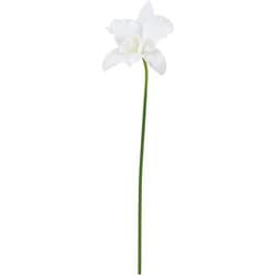 カトレア ホワイト A-34982 001