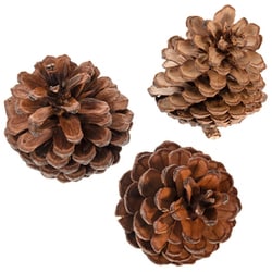 530826 [PINE CONE パインコーン 3個入]