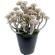ササガワ 人工観葉植物 パープルセダム ミニサイズ 32-8700