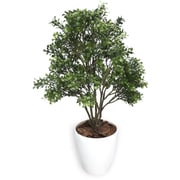 ササガワ 人工観葉植物 ボックスウッド Мサイズ 32-8710