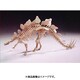 GM07907 1/25 ステゴザウルス [組立式プラスチックモデル]