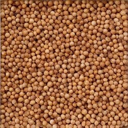 189 [コリアンダー シード 500g 業務用ハーブ]