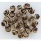 4231 [茉莉花茶 龍珠 250g 業務用中国茶]