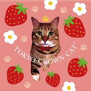 TOKYO CROWN CAT ベリーショコラ 9個