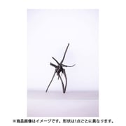 グレーブランチSS 2本セット