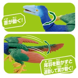 ☆ 即納 ☆ 高品質！ ゼニガタアザラシの頭骨 A - 頭骨・骨格