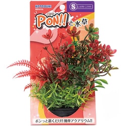 PON-S レッドグリーンフラワー