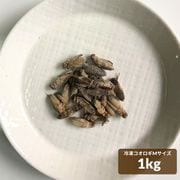 冷凍 イエコオロギ Mサイズ 1kg