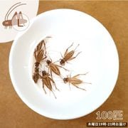 活きイエコオロギ ヨーロッパイエコオロギ Lサイズ 100匹 [お届け日：木曜日 19時-21時指定]