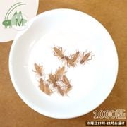 活きイエコオロギ ヨーロッパイエコオロギ Mサイズ 1000匹 [お届け日：木曜日 19時-21時指定]