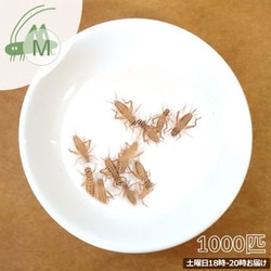 活きイエコオロギ ヨーロッパイエコオロギ Mサイズ 1000匹 [お届け日：土曜日 18時-20時指定]