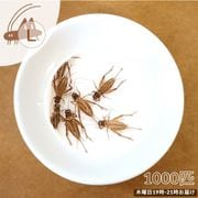 活きイエコオロギ ヨーロッパイエコオロギ Lサイズ 1000匹 [お届け日：木曜日 19時-21時指定]