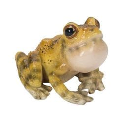 H20262 [マグネット 喉を膨らますニホンアマガエル]