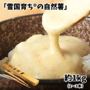 「雪国育ちRの自然薯」 山形県大石田町産 約1kg(2~3本) 秀品 ※常温または冷蔵
