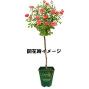 スタンダードローズ ミネルヴァ（紫） 母の日カード付 [ご注文受付は2025年4月27日（日）決済完了分まで]