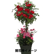 プレミアムスタンダード ミニピンク（ピンク） 母の日カード付 [ご注文受付は2025年4月27日（日）決済完了分まで]