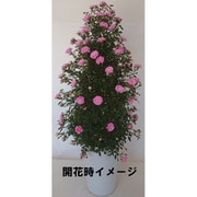 舞姫ツリー仕立て 舞姫 母の日カード付 [ご注文受付は2025年4月27日（日）決済完了分まで]