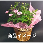 ミニバラ3個バスケット入り ミニバラ 花色：イエロー 母の日カード付 [ご注文受付は2025年4月27日（日）決済完了分まで]