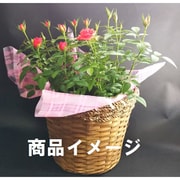 ミニバラ4個バスケット入り ミニバラ 花色：イエロー 母の日カード付 [ご注文受付は2025年4月27日（日）決済完了分まで]