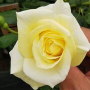 バラ苗 新苗 ハイブリッドティー リモナ 4号鉢 微香 四季咲き
